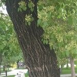 Euonymus maackii Bark