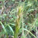 Andropogon glomeratus Leaf