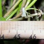 Scaphyglottis boliviensis Corteza