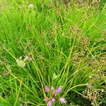 Allium denudatum Habit