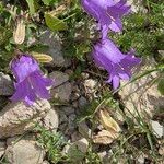 Campanula alpestrisFlor