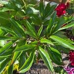 Paeonia coriacea 叶