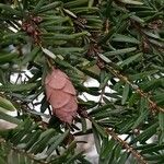 Tsuga heterophylla Fruit