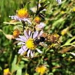 Symphyotrichum laeve Цвят