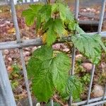 Humulus lupulus Ліст