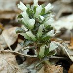 Obolaria virginica Fiore