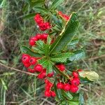 Pyracantha koidzumiiBlomst