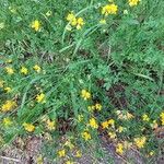 Lotus corniculatus Habit