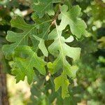 Quercus lobata Hoja