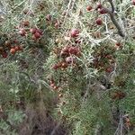 Juniperus oxycedrus Fruit