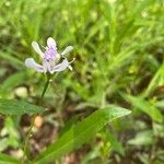 Dianthera americana Flower