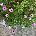 Dimorphotheca jucunda Çiçek