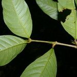 Quiina macrophylla Frunză