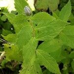 Campanula lactiflora Leaf