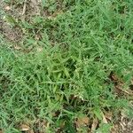 Atriplex patula Habit