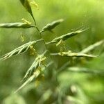 Festuca heterophylla Flower