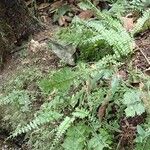 Asplenium dregeanum Habit