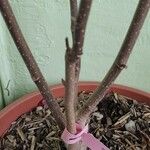 Magnolia × soulangeanaRusca