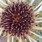 Carlina vulgaris 花
