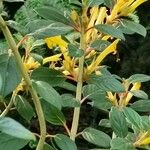 Columnea angustata Hábito