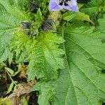 Nicandra physalodesبرگ