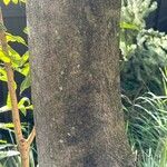 Castanospermum australe 樹皮