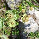 Bupleurum angulosum Flor