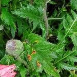 Papaver bracteatum Blad