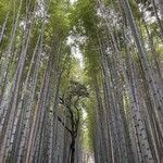 Phyllostachys edulis Habit