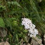 Achillea nobilisFlower