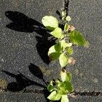 Erigeron annuus Blad