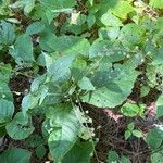 Circaea canadensis Feuille