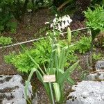 Ornithogalum candicans Hábito