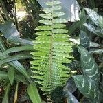 Nephrolepis brownii Leaf