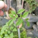 Angelica sylvestris Yaprak