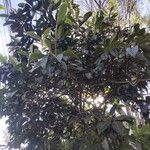 Rhaphiolepis bibasLeaf