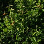 Crotalaria retusa Yeri