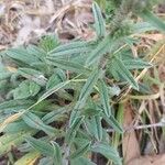 Echium tuberculatum Hoja