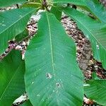 Magnolia officinalis Blatt