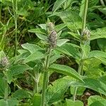 Stachys alpina برگ