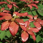 Rhododendron semibarbatum List