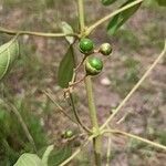 Vitex madiensis Fruto