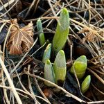 Narcissus minor Feuille