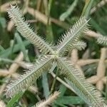 Dactyloctenium aegyptium Flower