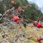 Rosa palustris Fruit