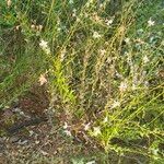 Oenothera gaura花