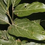 Nectandra membranacea Feuille