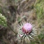 Jurinea cyanoides Flower