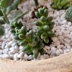 Sedum furfuraceum Blatt