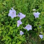 Campanula persicifoliaFlower